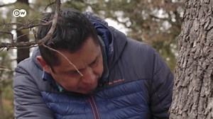 Mexico: The return of 'los lobos'