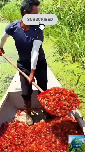 Harvesting Thousands of Crawfish from Flooded Rice Fields! 🦞🌾#agritech #farming #satisfying #viral