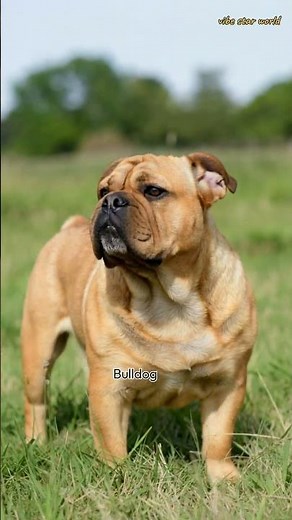 Top 10 Most Popular Dog Breeds in the World! 🐶🌎 #shorts #doglove
