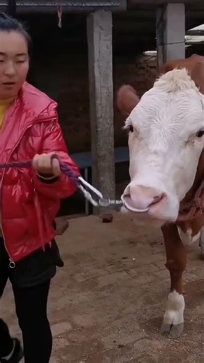 Spring Cattle Nose Clamp – No Drilling Needed!#SpringCattleNoseClamp #CattleNoseClip