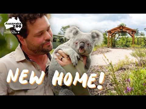 Building a New Home for 22 Koalas!
