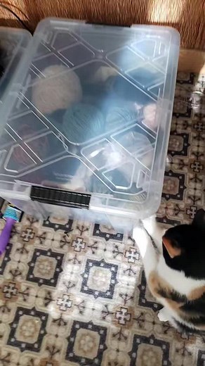 One Year with Kimiko: Cat and Yarn Adventures