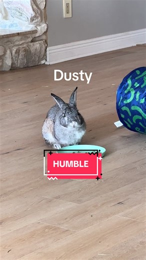 Using my rabbit to roast Drake. #humble #rabbit #bunny #dog #cat @Drake