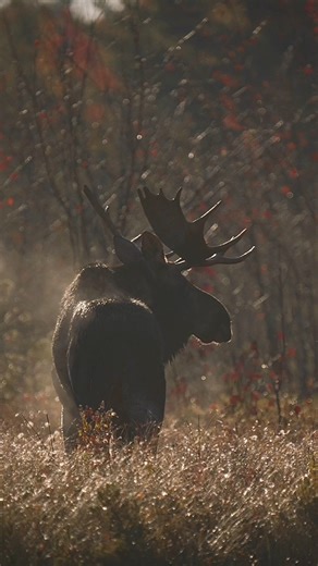 Frost, steam, and bull grunts. Moose country mornings 🫎🤌 | Allagash Antlers