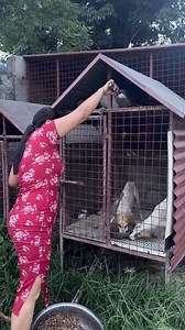 may mga bago tayong pinakakain na dogs | Husky Pack TV Vlogs