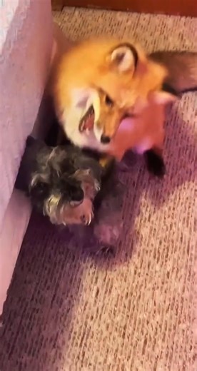 Grumpy old man #foryou #foryoupage #fyp #fy #fox - Copy | Fox Fan Club