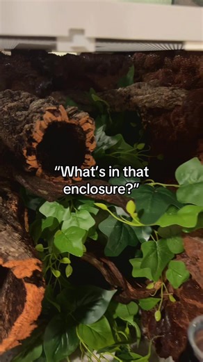 Crested Gecko Enclosure Setup Tips