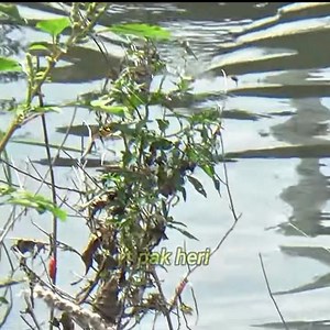 Rejeki Mancing Di Parit Casting Ikan Gabus Tepat Di SarangnyaSnakehead Fishing | Mancing mania mantap