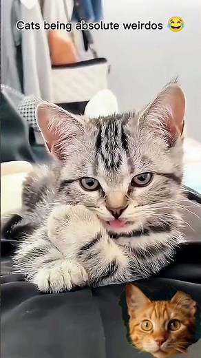 WEIRD CATS COMPILATION 😂 The Strangest & Funniest Cat Moments Ever!