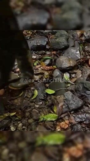 Building a shelter in a tree #bushcraft #build #camp #camping #survival #shelter #wildlife #Outdoors #outdoor #viral #fyp | alexbushcraft.life