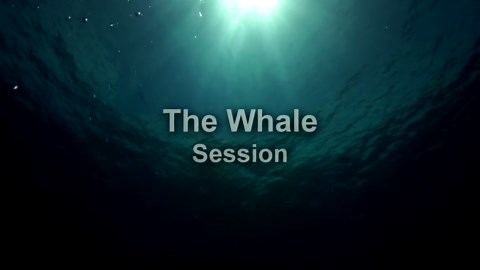 Nature TV - Relaxing moments with singing whales, video and music and original whale songs
