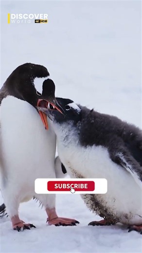 Gentoo Penguin 🐧❄️ | Fastest Swimmer of the Penguin World | Discover World