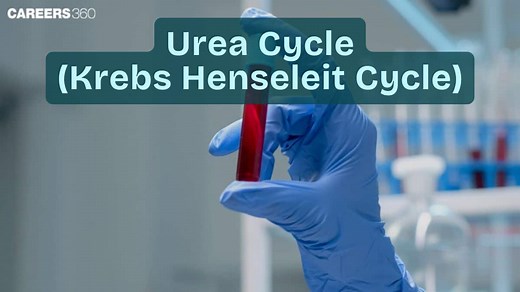 Urea Cycle (Krebs Henseleit Cycle): Steps, Significance And Importance