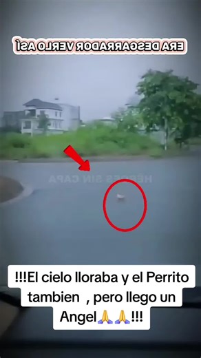 Estaba empapado, con hambre y sus ojitos pedían ayuda. En Héroes Sin Capa no podíamos dejarlo solo bajo la lluvia. Mira cómo el amor y un hogar pueden transformar una vida de abandono en una de felicidad. 🏠❤️ ¿Tú también te habrías detenido a rescatarlo? #dogs #shorts #rain #love #fyp
