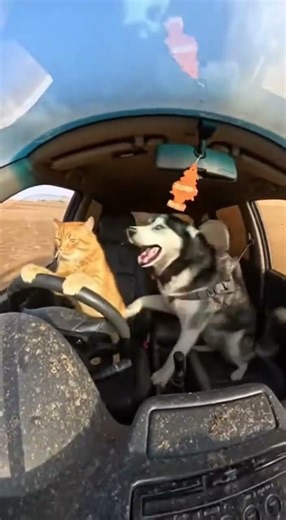 This Cat Drives a Husky Through Extreme Off-Road 😳🏁 #ai #cat #husky #offroad #shortsviral