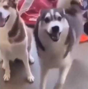 happy dancing dog🐶 #dailymemes #funny #memes