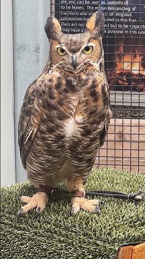 How A Great Horned Owl Blinks