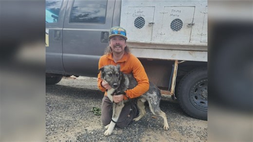 Rescued, malnourished Idaho sled dogs find a new home and a second chance at competing