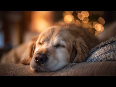 10 Hours | Dog Barking? Soothe Your Pet Now with Calming White Noise | Anxiety Relief