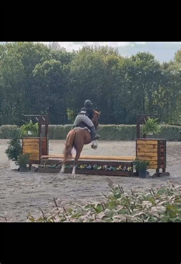 Exploring Chestnut Geldings in Equestrian Sports