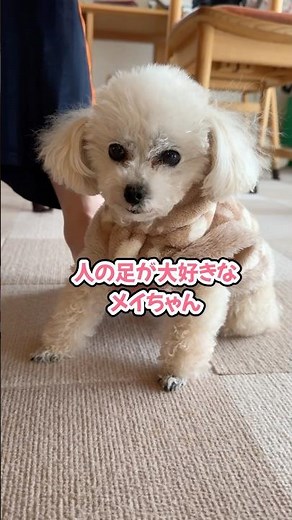 飼い主の足が好き過ぎてずっと追いかけるトイプードル #shorts #トイプードル #可愛い犬