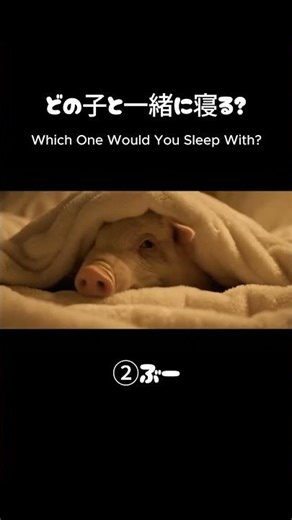 どの子と一緒に寝る？#4 Which One Would You Sleep With? 🐾✨ | Fantasy ASMR #asmr#shorts #cutecat #goodnight