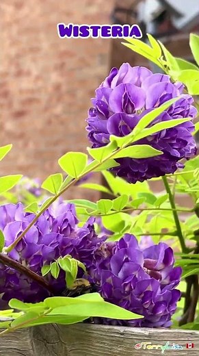 8 Years of Chinese Wisteria, Toronto, 2024.06.06