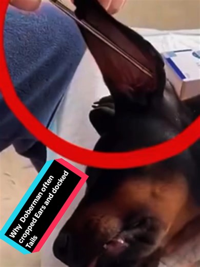 Understanding Cropped Ears and Docked Tails in Dobermans
