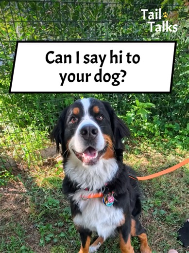 Gracie the Bernese Mountain Dog interview | Tail Talks Gracie