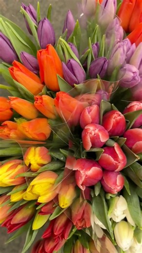 Our Tulip Surprise Boxes are back in stock! 🌷🎁 20 stems in 2 surprise colors for just $29.99 - FREE 2-day delivery anywhere in the USA. 🇺🇸 Send some early spring cheer to someone you love…including yourself! 💕 Order now at https://www.hollandridgefarms.com/products/tulip-surprise-box | Holland Ridge Farms