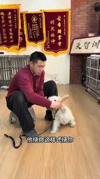 Chinese Dog Grooming Masterclass: Shenyang's Pooch Perfecting Its Coat