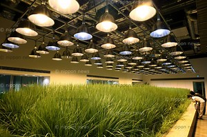 A peek inside of the amazing Pasona O2 in Japan | Aeroponic and hydroponic systems, urban farms and vertical