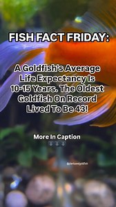 Did you know a goldfish can live for 10-15 years? 🐠 How old is your oldest fish? 👉Learn more:https://bit.ly/3BB6zVr vid by @plantsandgoldfish | Hygger Aquarium