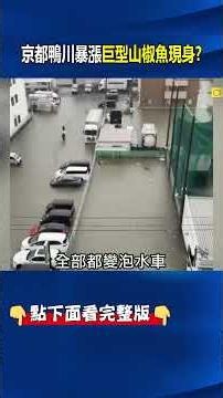 Rare 500-Year Giant Salamander Appears as Kyoto’s Kamo River Floods! Osaka Streets Buckle Under F...