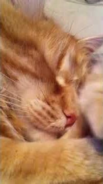 Little cute Simba￼