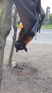 Flying fox casually eating a mango. #batman #flyingfox #animalvideos #cute 📍 Follow us & Enjoy! | Animals Videos