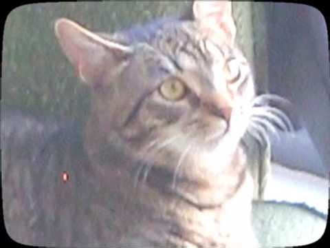 Domesticated - (MUSIC VIDEO)