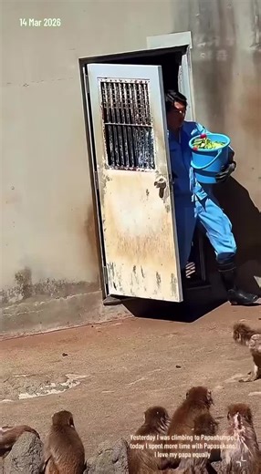 15.Mar.2026 เมื่อวานผมเกาะพ่อ Shumpei วันนี้ผมมาอยู่กับพ่อ Sukano มากกว่า 🐒💛 แต่ผมรักพ่อทั้งสองคนเท่ากันครับ Yesterday I was clinging to papa Shumpei, today I’m spending more time with papa Sukano. 🐒💛 I love my papas equally.#punch #ลิงน้อย ###punchzookeeper #punchjapan