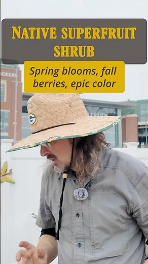 Black Chokeberry: My Native “Trap Plant” for Japanese Beetles (Aronia melanocarpa)