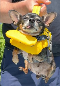Tiny chihuahua Maya braved swimming in the pool with her new yellow tiny dog lifewest 🐶💦 I think she finally enjoyed swimming as she’s not a string winner yet and the best really helped to stay afloat 👏🐾🐶💦