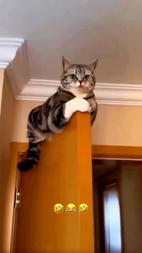 2.8M views · 70K reactions | Wait wait cat funny video 樂 #cat #short | Pintu Comedy Shorts | Facebook