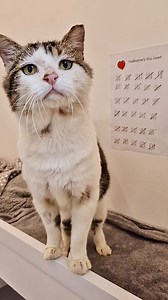 110K views · 5.5K reactions | Paddington’s heart 冀(and his chart) are...