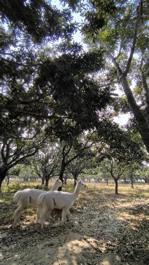 ALPACAS 🦙 roaming in a forest #alpaca #shorts