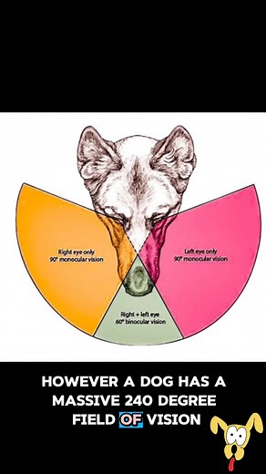 21 reactions | Ever try to sneak up on your pup and instantly get busted? It's not magic, it's science! Dogs have an insane peripheral vision—up to 240 degrees! That means they see WAAAY more to the side than you do. Watch this short to see exactly how much wider their "car window" is and learn why your efforts to surprise them are always going to fail. They're watching, always.  | Rich Fairclough | Facebook
