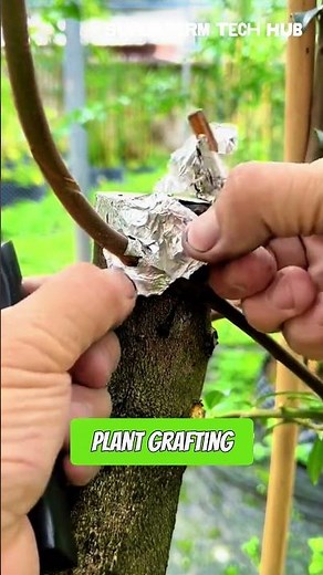 Fast Tree Grafting: Quick Graft Technique and Amazing Results #farminglife #farming #harvesting