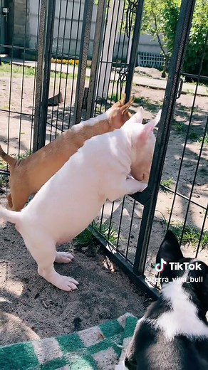 Terra_Viva_minibullterrier на TikTok