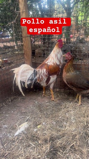 Pollo asil español #gallos #asil #gallinablanca #aves #hatch #kelso #sweater #galloespañol