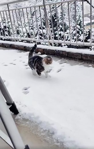 🐱 #cute #pet #funny #2024 #fyp