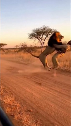 Lion Charge: Heart-Stopping Safari Encounter in 4K