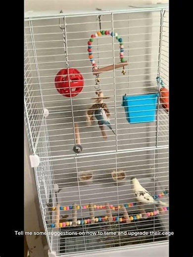 Tell me sum tips and tricks #parakeet